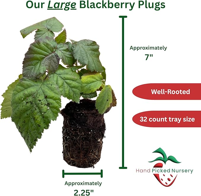 Blackberry (1)